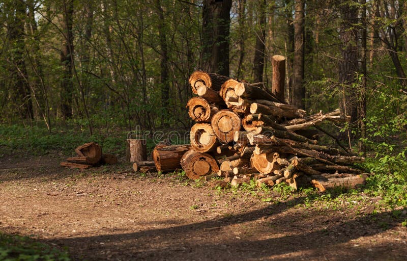 The woodpile on edge of the forest