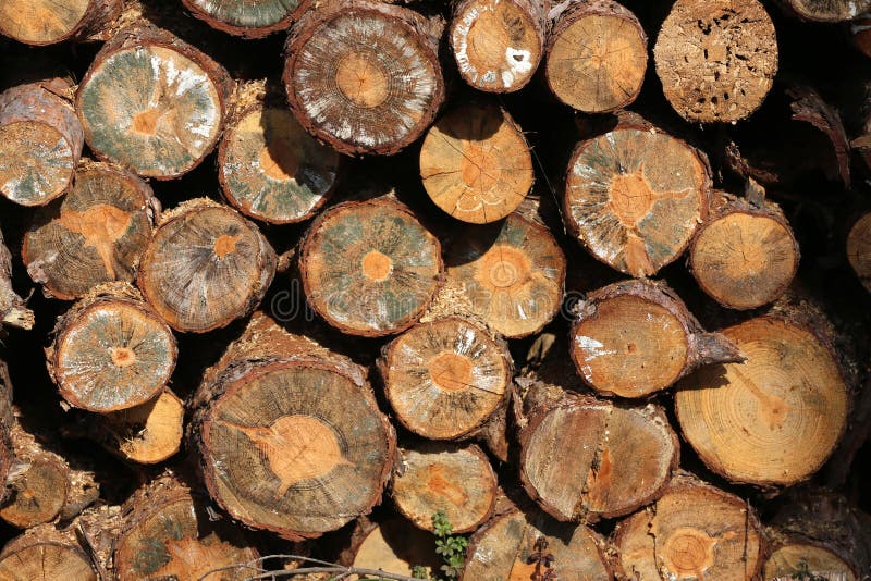 Woodpile of Freshly Cut Lumber Awaiting Distribution Stock Photo