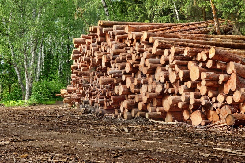 Woodpile Od Piłować sosny I świerczyny bel Dla Leśnego przemysłu obraz royalty free Woodpile Od Piłować sosny I świerczyny bel Dla Leśnego przemysłu obraz royalty free