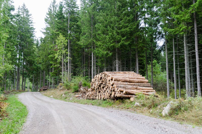 Woodpile by roadside in a coniferous forest