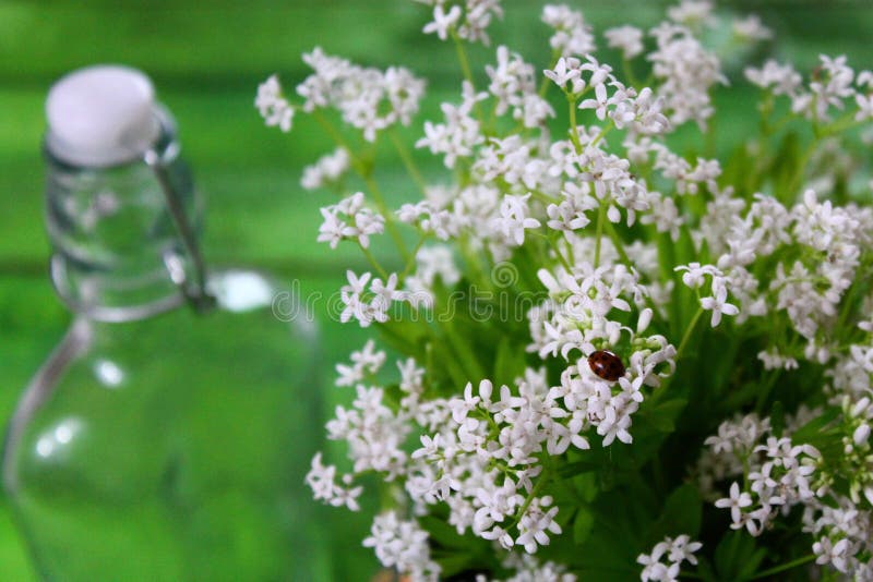 Woodruff blossoms in front of green boards