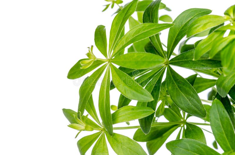 Woodruff Plant on a White Background, Isolated with Copy Space Stock