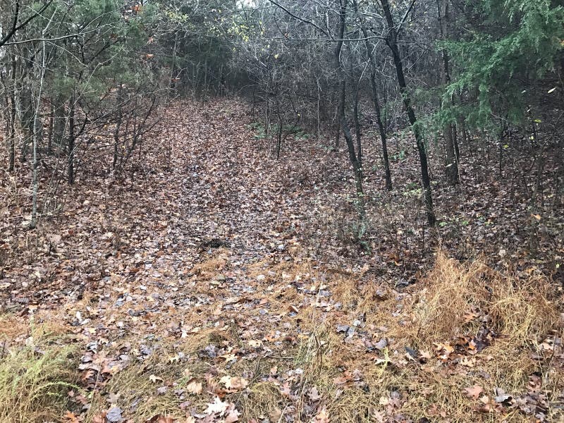 Arkansas Woods stock photo. Image of ozark, woods, mountains 121788502