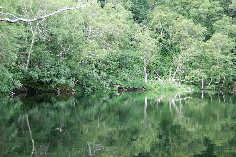 Woods, reflections in lake stock photo