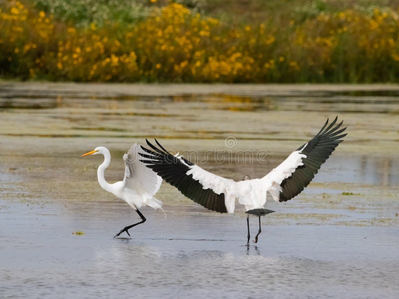 WoodStork und weißer Reiher in Florida lizenzfreies stockbild WoodStork und weißer Reiher in Florida lizenzfreies stockbild