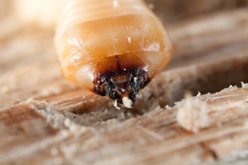 Woodworm portrait stock image. Image of drying, carpenter 18001627