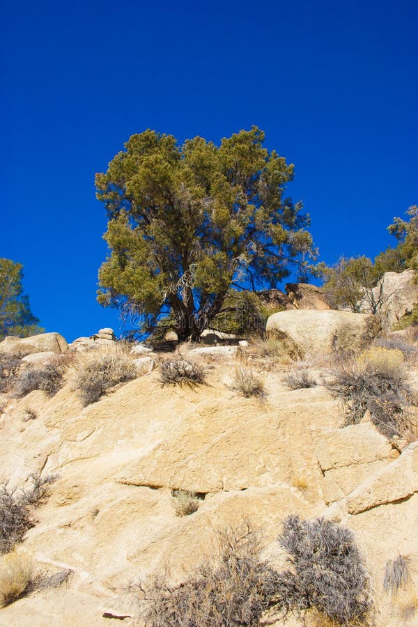 Woody And Herbaceous Plants In The Sierra Nevada Mountains