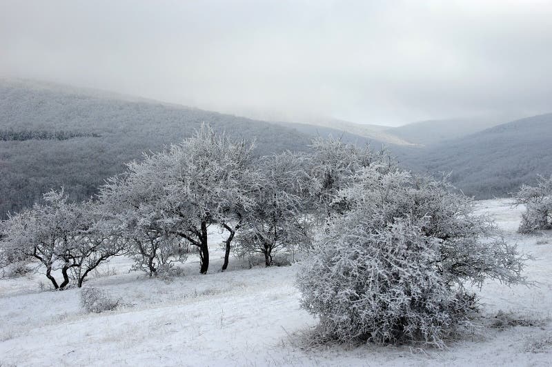 Woody hills covered with snow