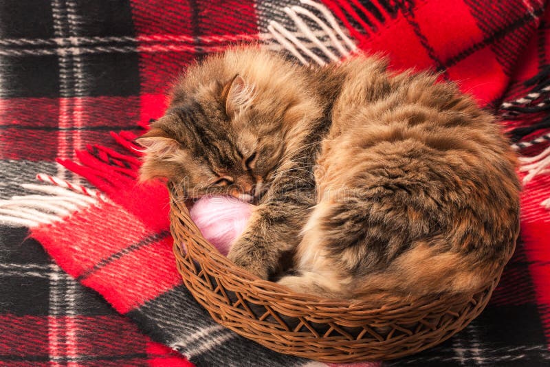 Wool blanket and a cat stock photo. Image of snug, domestic 66962274