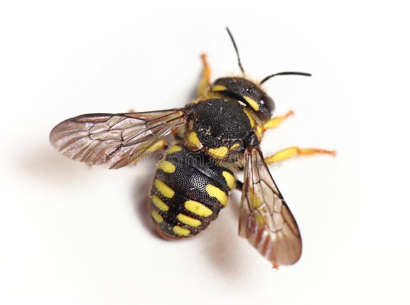 European Wool Carder Bee (Anthidium manicatum) - Anthidium oblongatum 