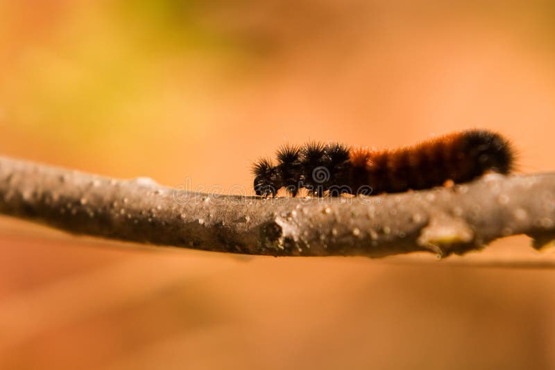 Woolly Bear Caterpillar