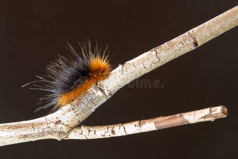 Woolly bear caterpillar