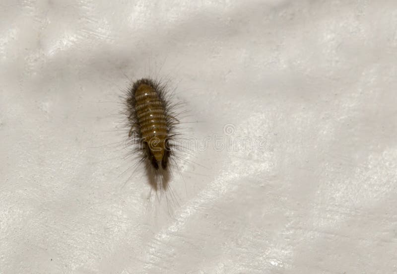 carpet beetle larvae