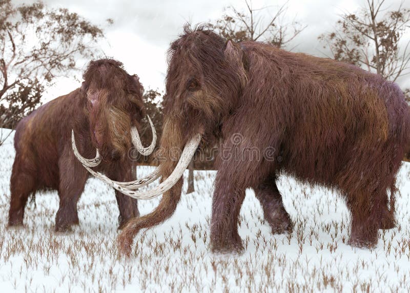 Woolly Mammoths Grazing In The Snow