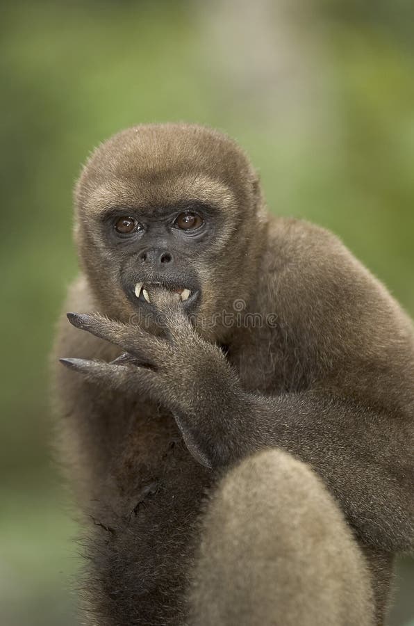 Woolly monkey