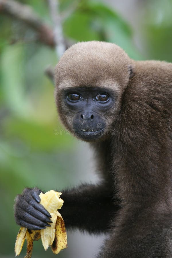 Woolly Monkey in Amazon