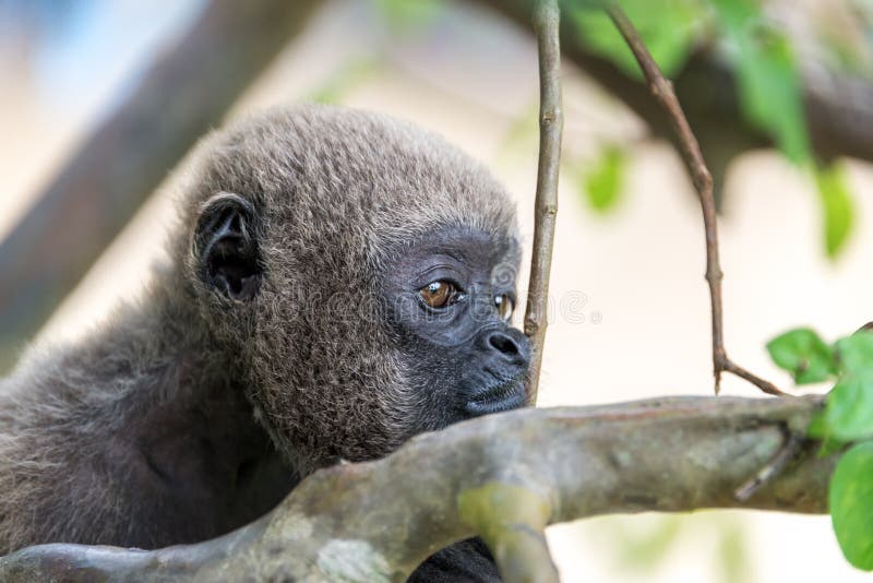 Woolly Monkey Face