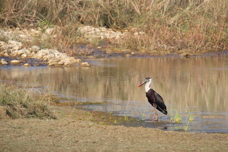 Ciconia episcopus, Woolly-necked stork on the river bank, Karnali river, Nepal, Bardia national park. Ciconia episcopus, Woolly-necked stork on the river bank, Karnali river, Nepal, Bardia national park