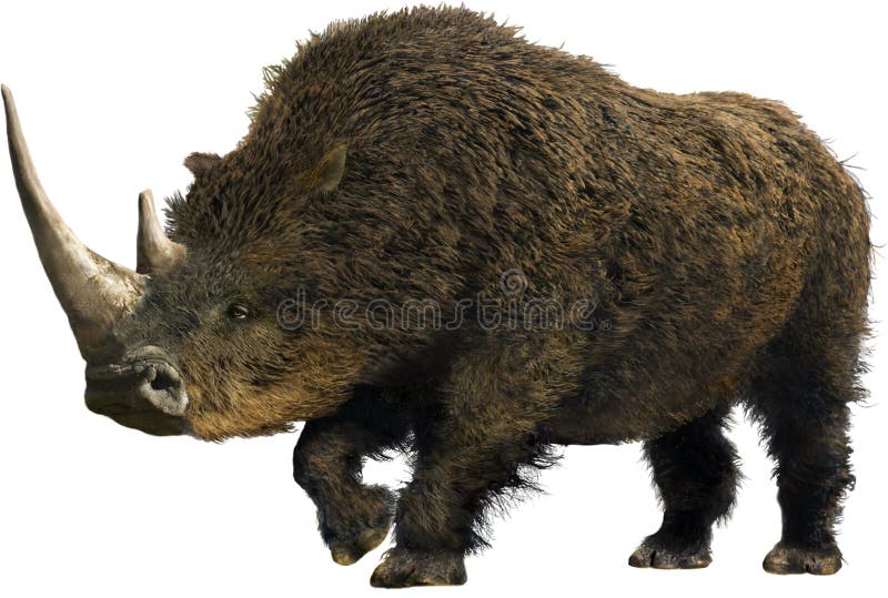 Woolly Rhinoceros