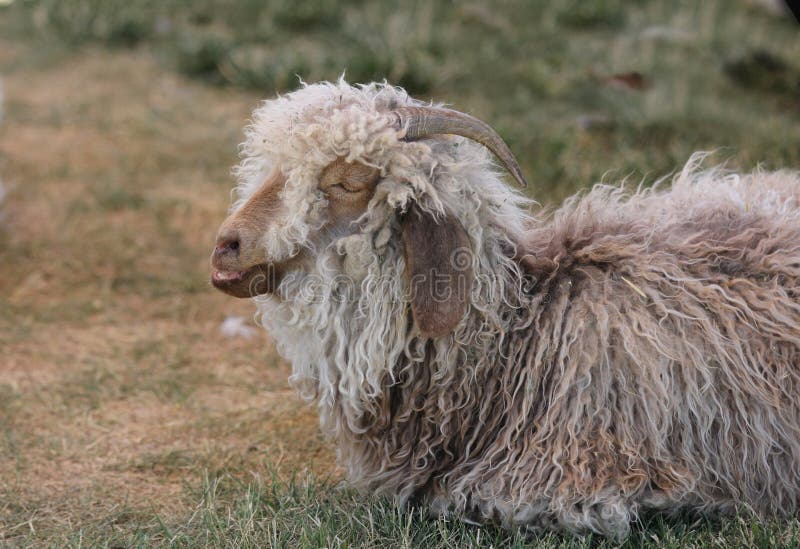 Woolly Sheep Talking in His Sleep Stock Image - Image of animals, shear:  26071349
