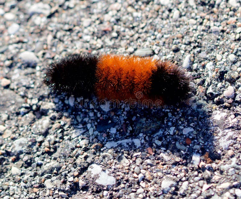Wooly niedźwiadkowy catepillar na czarnym wierzchołku obrazy stock Wooly niedźwiadkowy catepillar na czarnym wierzchołku obrazy stock