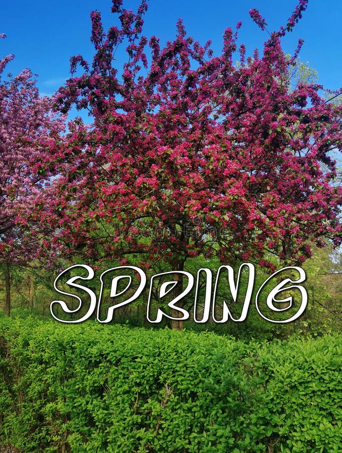 The Word Spring on the Background of a Flowering Tree on a Sunny Day