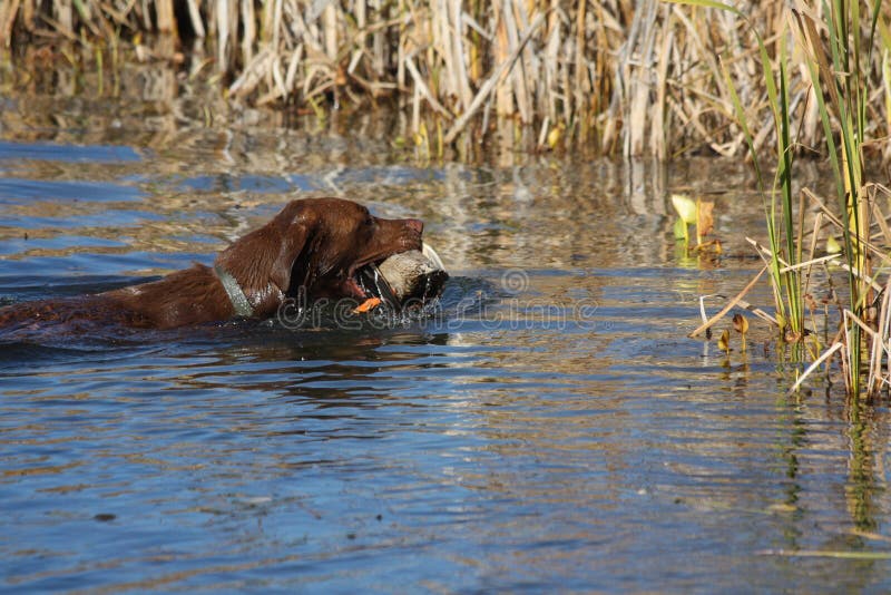 Un labrador retriever recupera un'anatra selvatica.