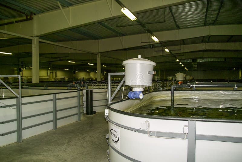 The work of the sturgeon plant in the Kaluga region of Russia. stock photos The work of the sturgeon plant in the Kaluga region of Russia. stock photos