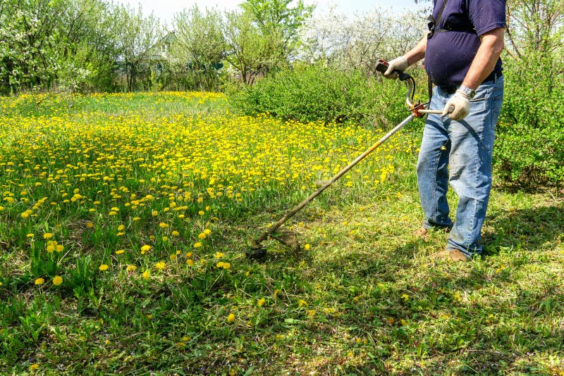 Work To Mow Grass and Dandelions with a Trimmer. the Process of Mowing Tall Grass with a Trimmer