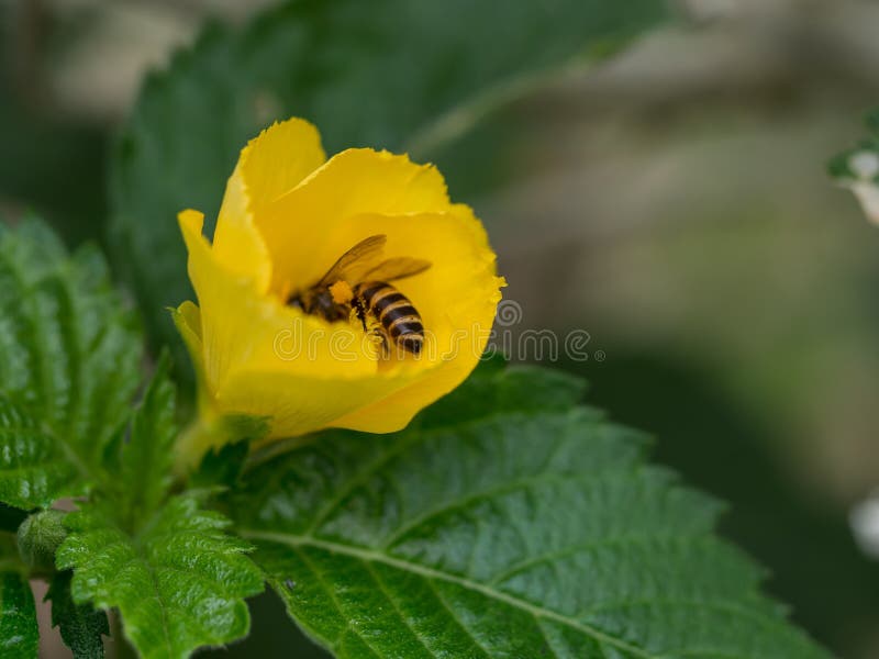 The Worker Bee Inside the Flower. Stock Photo Image of inside