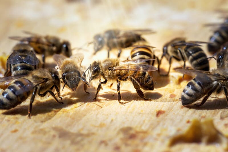 Worker bees at work stock photo. Image of animals, honeyed - 176479832