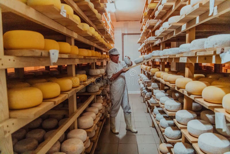A Worker at a Cheese Factory Sorting Freshly Processed Cheese on Drying
