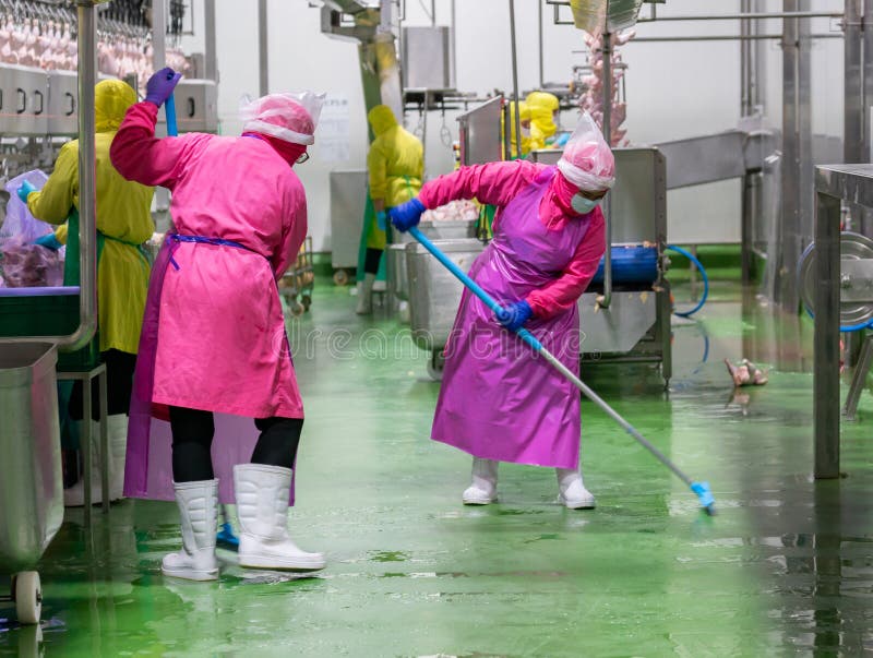 Chicken Dissection Stock Photos Free & RoyaltyFree Stock Photos from