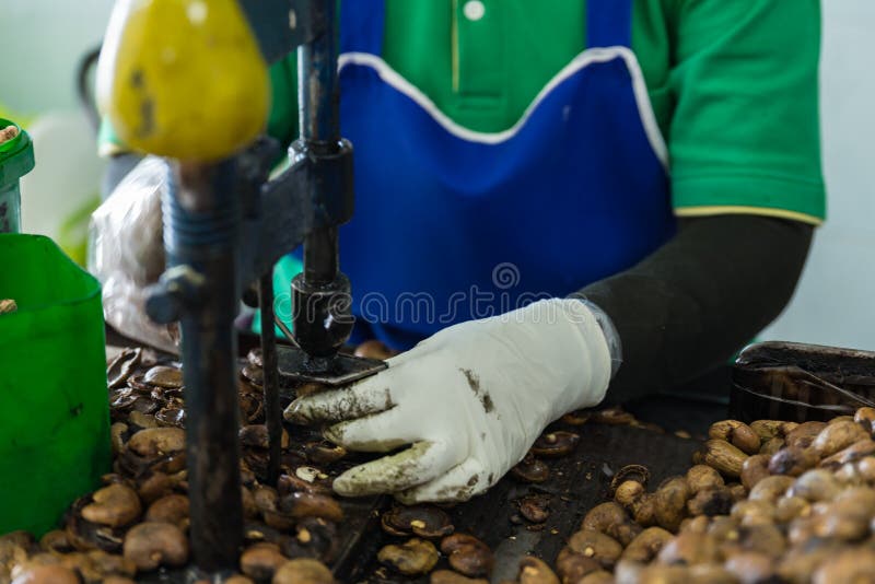 Cashew nut cracking stock image. Image of table, pile 33736751