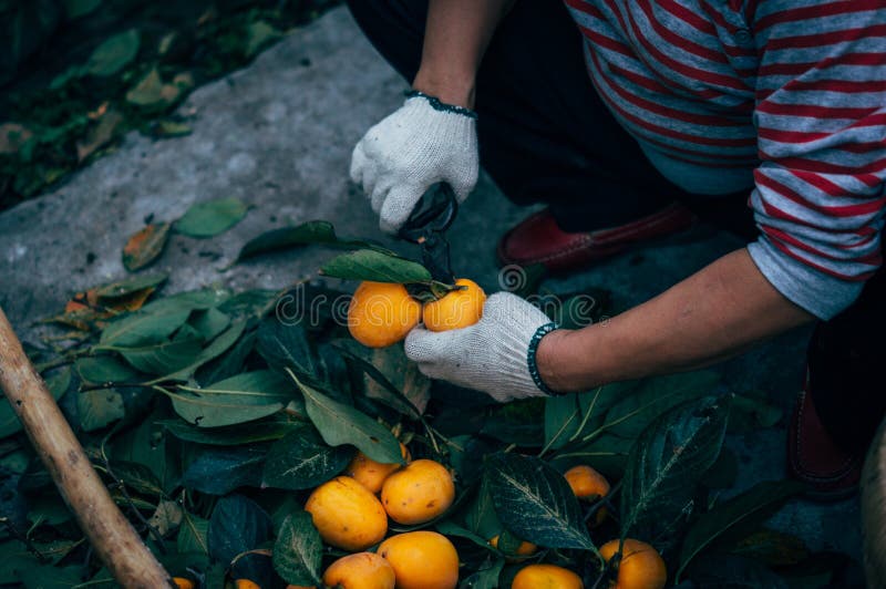 Worker handling Persimmon stock photography