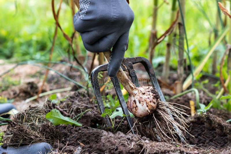 Worker harvesting garlic plants in the garden, vegetables harvested by woman in farmers field