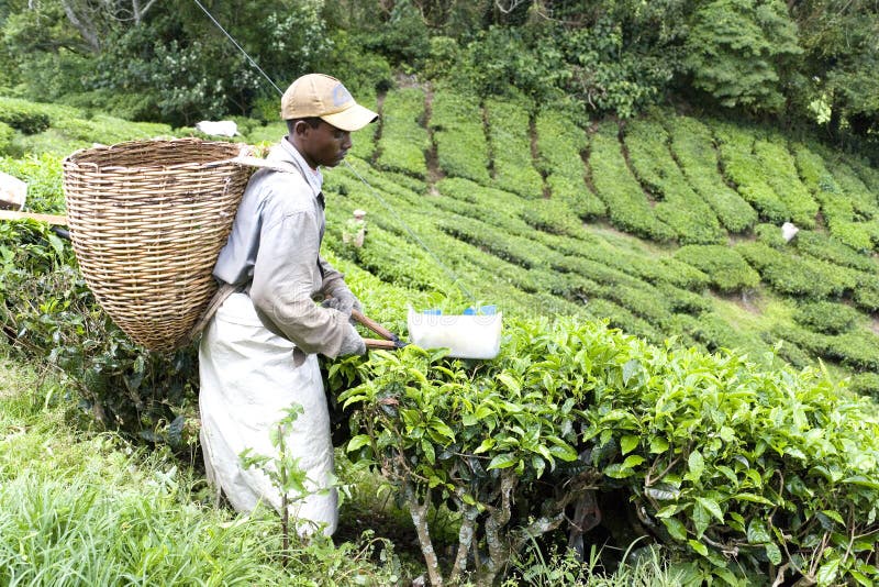 Worker Harvesting Tea Leaves Editorial Stock Photo Image of drink