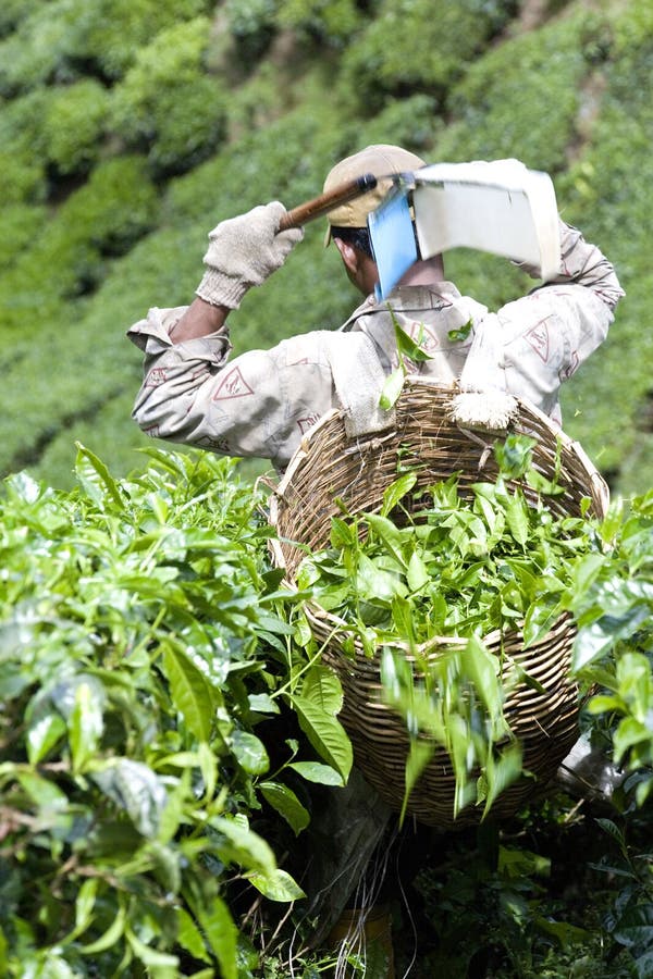 Worker Harvesting Tea Leaves Editorial Photo Image of hand, plucker