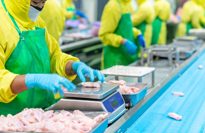 Worker in hygene uiform weighing fresh raw chicken meat. In process line