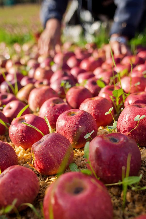 Worker picking apples stock image. Image of melai, fruits 82672823