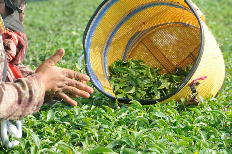 Worker Picking and Crushing Tea Leaves in a Tea Plantation Stock Photo