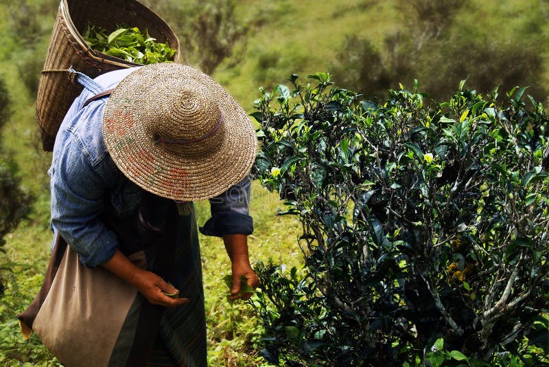 In northern india they harvest their. Вьетнамские плантации чая. Плантации каркаде. Работница чайной плантации. Плантация девушки и чая стоковое.