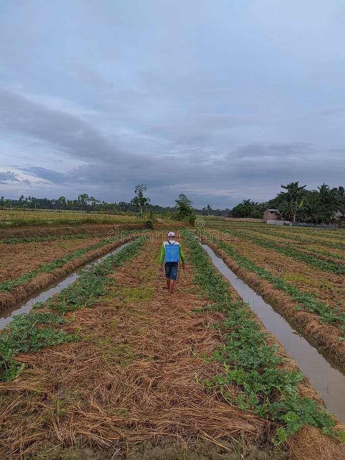 The Worker Showering the Plants Editorial Photo Image of hill, grass 251021021