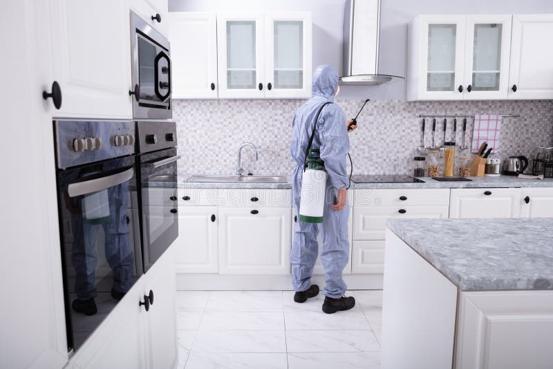 Worker Spraying Insecticide Chemical in Kitchen Stock Photo Image of