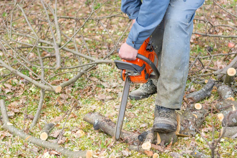Worker Using Chain Saw and Cutting Tree Branches. Stock Photo Image
