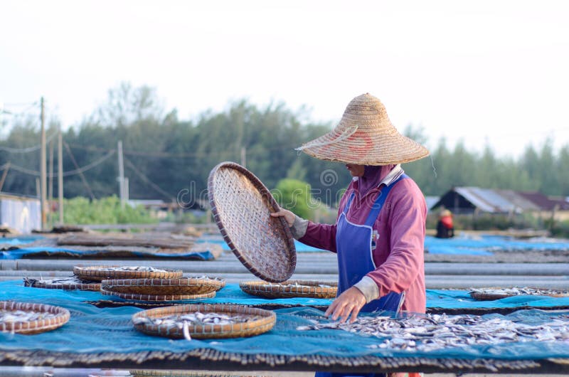 A worker was busy drying the fish for the process of drying the fish under the sun's heat before it became salted fish. stock photos A worker was busy drying the fish for the process of drying the fish under the sun's heat before it became salted fish. stock photos