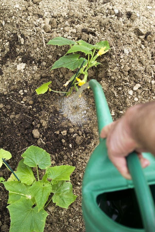 Vegetable Young Plants Watering Stock Photo Image of garden, plant