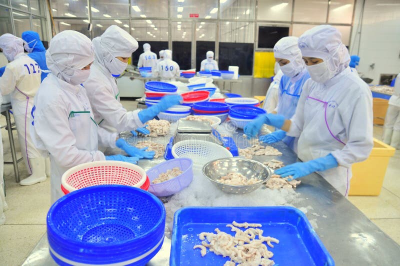 Workers are classifying octopus for exporting in a seafood processing factory