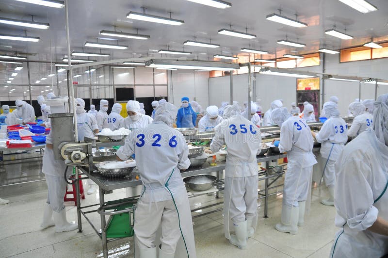 Workers are classifying octopus for exporting in a seafood processing factory