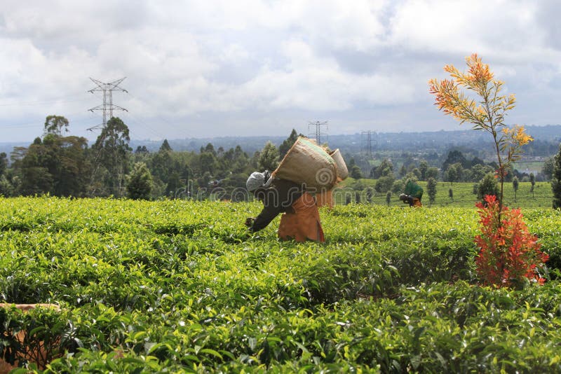Workers Collecting Tea Leaves on a Tea Plantation. Stock Photo Image